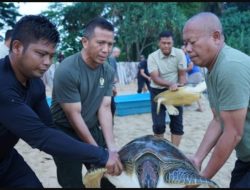 Pangdam II/Swj Didampingi Danrem 043/Gatam Lepas Kembali 7 Ekor Penyu Kehabitatnya