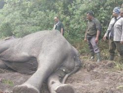 Si Dugul Ditemukan Mati, Balai TNWK Akan Teliti Penyebab Kematian Gajah Liar Penghuni TN Way Kambas