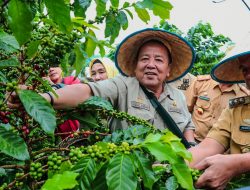 Gubernur Arinal Panen Kopi Arabika Sistem Pagar dan Temu Lapang bersama Petani Kopi di Sekincau, Lampung Barat