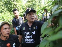 Gubernur Arinal Panen Kopi dan Tinjau Lokasi Penanaman Sistem Tumpang Sari Kopi dan Lada di Pekon Sinar Jaya, Air Hitam, Lampung Barat