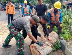 Bersinergi, Babinsa dan Bhabinkamtibmas Bantu BPBD Bandar Lampung Evakuasi Pohon Tumbang