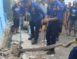 Tim BPBD Bersama Warga Berhasil Evakuasi Ular Python