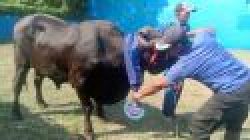 Sambut Hari Raya Idul Adha 1446 H, Walikota Eva Dwiana Salurkan 93 Ekor Hewan Qurban