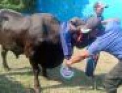 Sambut Hari Raya Idul Adha 1446 H, Walikota Eva Dwiana Salurkan 93 Ekor Hewan Qurban