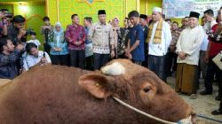 Gubernur Lampung Rahmat Mirzani Djausal Serahkan Hewan Qurban Presiden RI Kepada Pengurus Masjid Jami Nurussa’adah