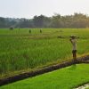Indonesia Tak Perlu Impor Beras – Telur