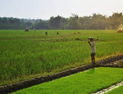 Indonesia Tak Perlu Impor Beras – Telur