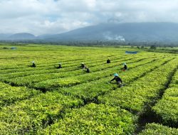 Perihal Isu Konversi Kebun Teh PTPN IV Regional II di Kabupaten Simalungun, Provinsi Sumatera Utara