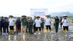 BI Sibolga Dan Pemkab Tapteng Tanam Perdana padi Gamagora 7 Dukung Program Ketahanan Pangan Perkuat Ekonomi Daerah