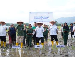 BI Sibolga Dan Pemkab Tapteng Tanam Perdana padi Gamagora 7 Dukung Program Ketahanan Pangan Perkuat Ekonomi Daerah