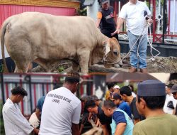 Wujud Kepedulian Iduladha, Pembina HBB Jenderal Pol (Purn) Drs. Agus Andrianto, SH, MH Berqurban Melalui Ketum DPP HBB Lamsiang Sitompul, SH, MH