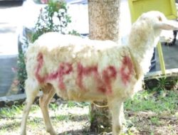 Unila Salurkan 3.446 Kupon Daging Kurban pada Iduladha 1447 H