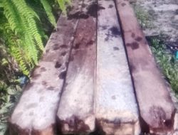 “Dugaan Keterlibatan Oknum Kehutanan dalam Aktivitas Illegal Logging di Pegunungan Lambunu”