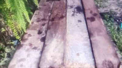 “Dugaan Keterlibatan Oknum Kehutanan dalam Aktivitas Illegal Logging di Pegunungan Lambunu”
