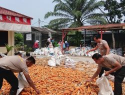 Dukung Asta Cita Presiden RI, Polsek Sei Tualang Raso Turun Langsung Bantu Petani Olah 7 Ton Jagung
