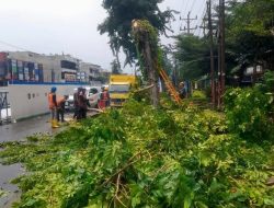 Aliansi GMNI dan KAMMI Sumut Desak APH Audit Proyek BRT Mebidang, Soroti Penebangan Pohon dan Tata Kelola